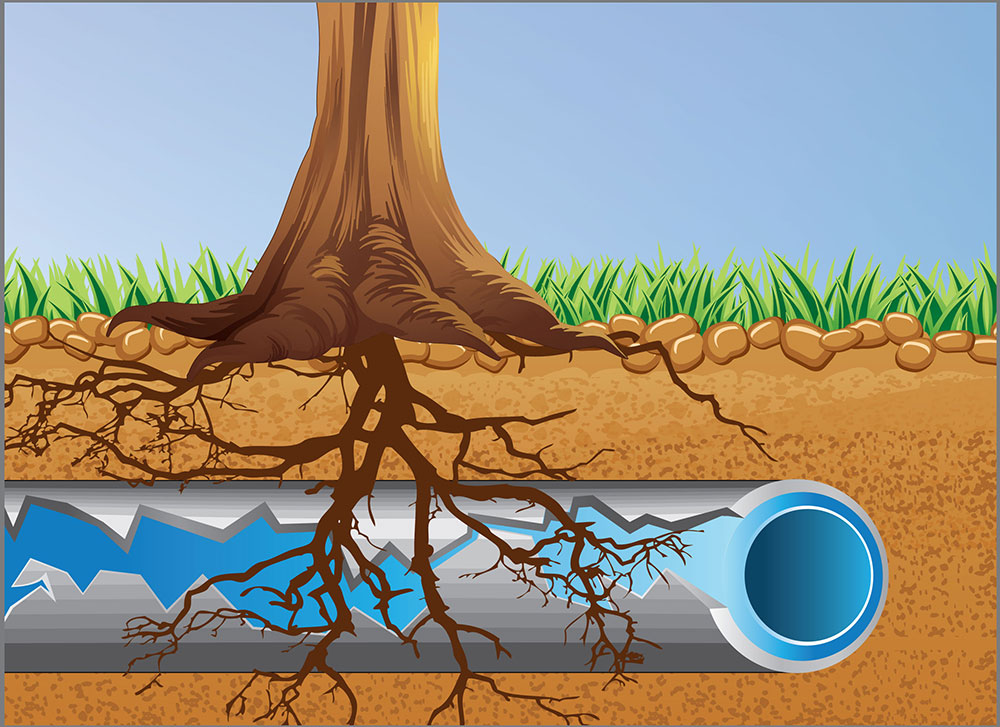 Tree-roots-half-small How To Avoid Big Sewer Line Problems