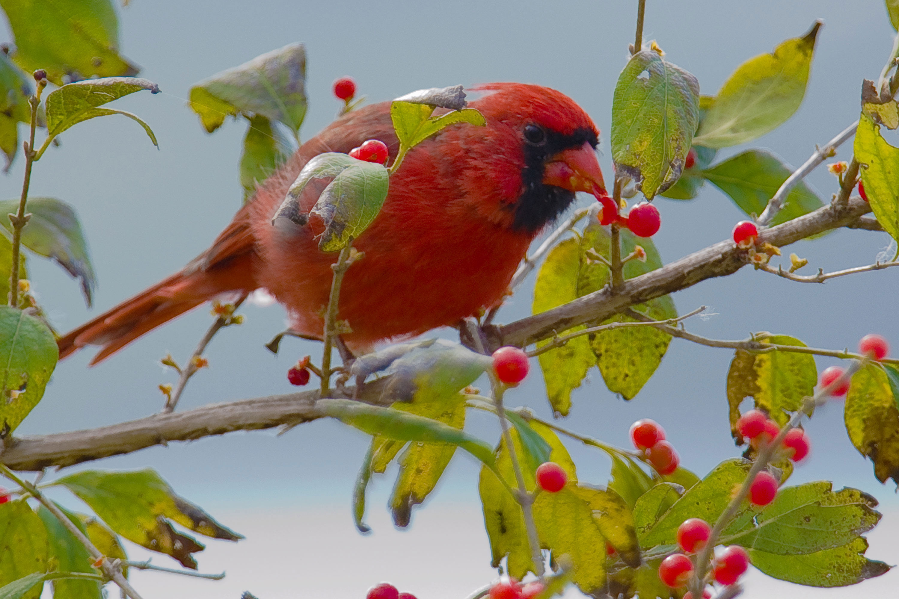 berries How to attract cardinals in your house's backyard (Great tips)