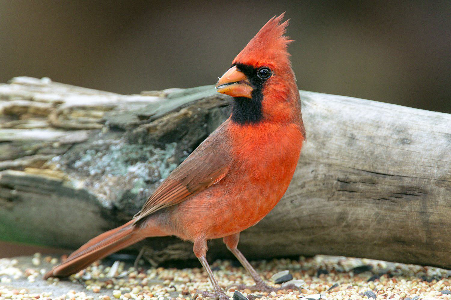 carrdinal How to attract cardinals in your house's backyard (Great tips)