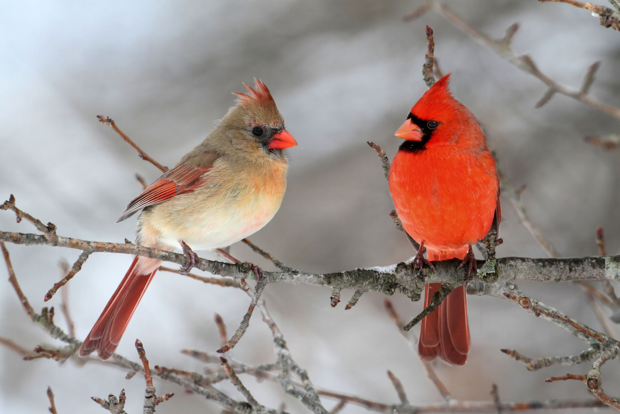 carrdinal11 How to attract cardinals in your house's backyard (Great tips)