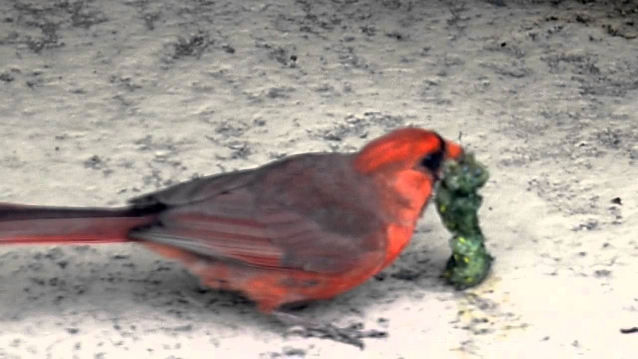 caterpillar How to attract cardinals in your house's backyard (Great tips)