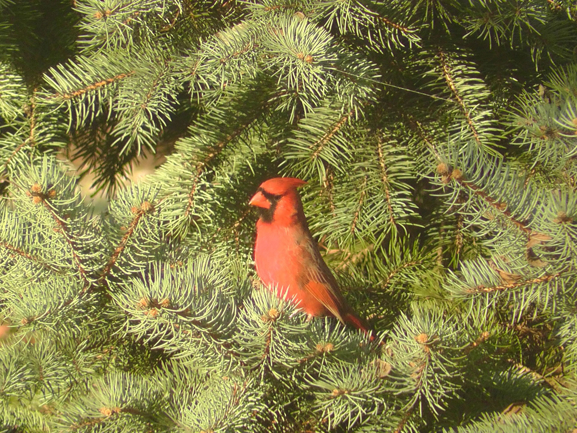 evergreen How to attract cardinals in your house's backyard (Great tips)