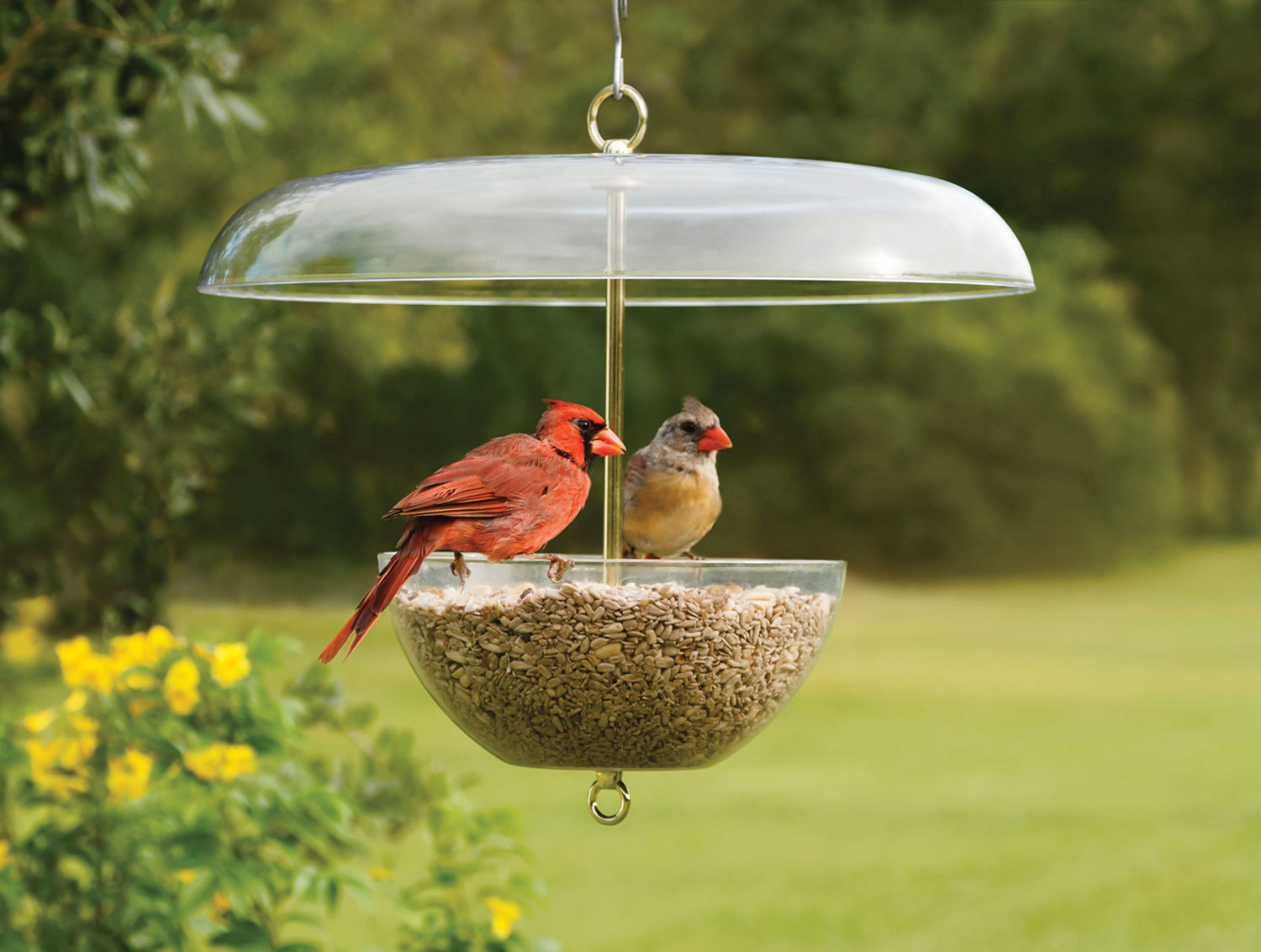 feeders How to attract cardinals in your house's backyard (Great tips)