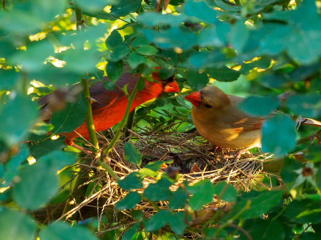 nest1 How to attract cardinals in your house's backyard (Great tips)