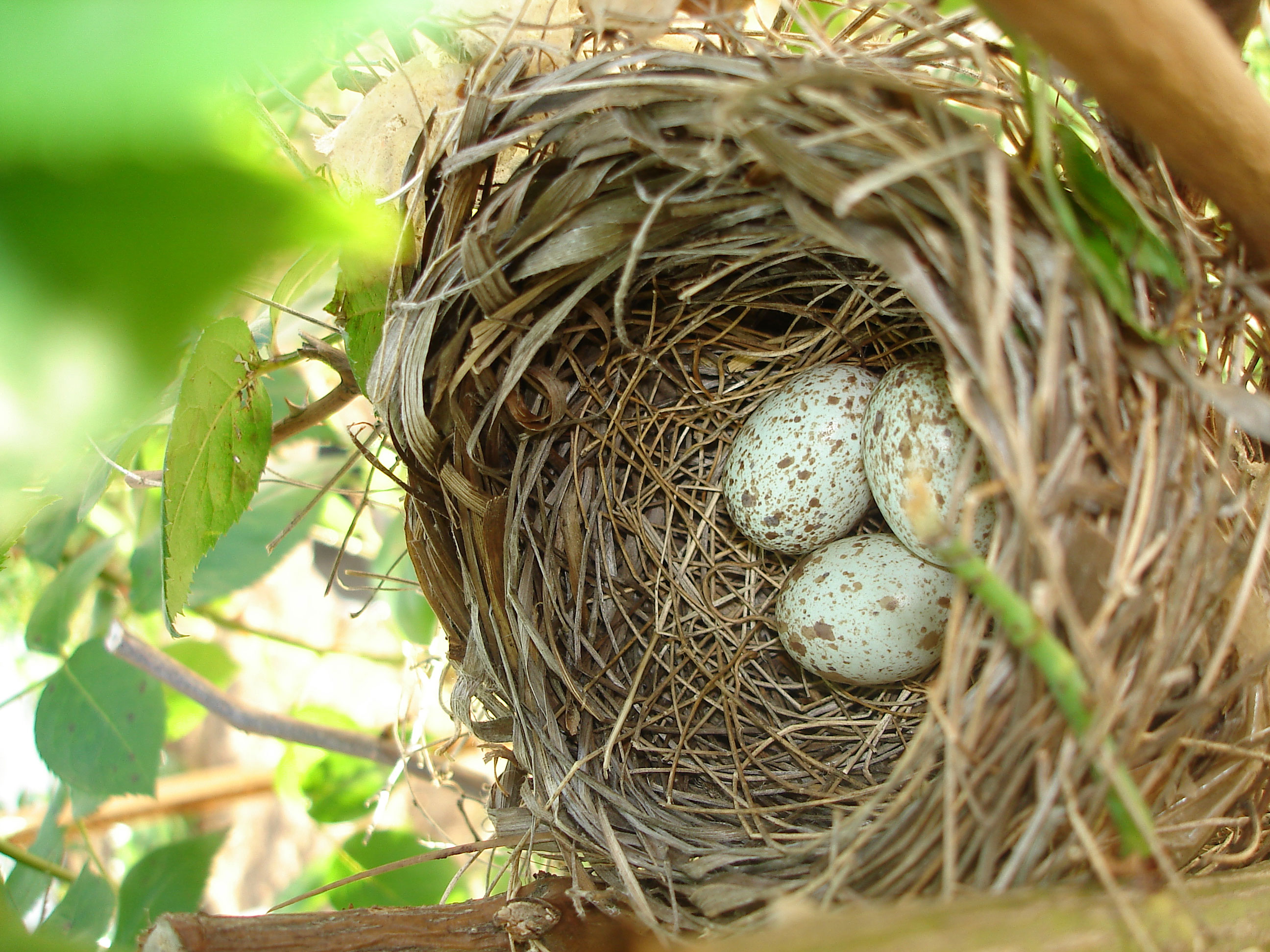 nesting How to attract cardinals in your house's backyard (Great tips)