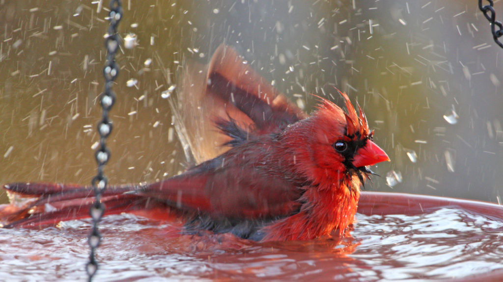 runnin How to attract cardinals in your house's backyard (Great tips)