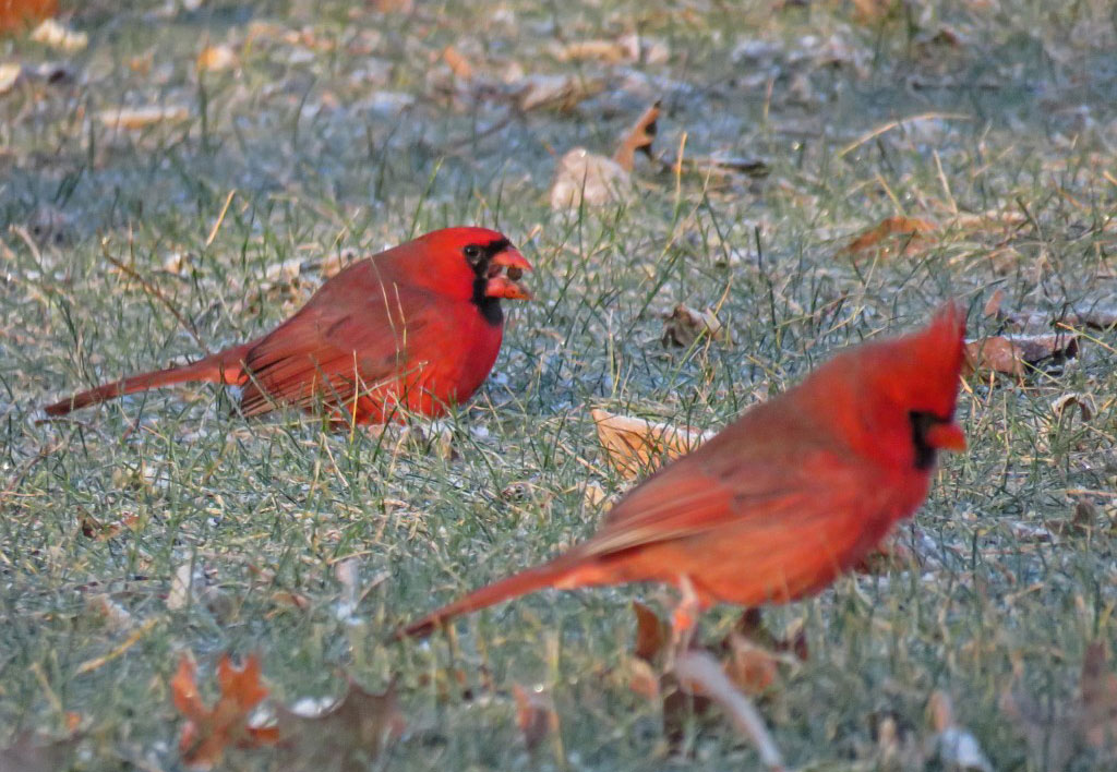 surface How to attract cardinals in your house's backyard (Great tips)