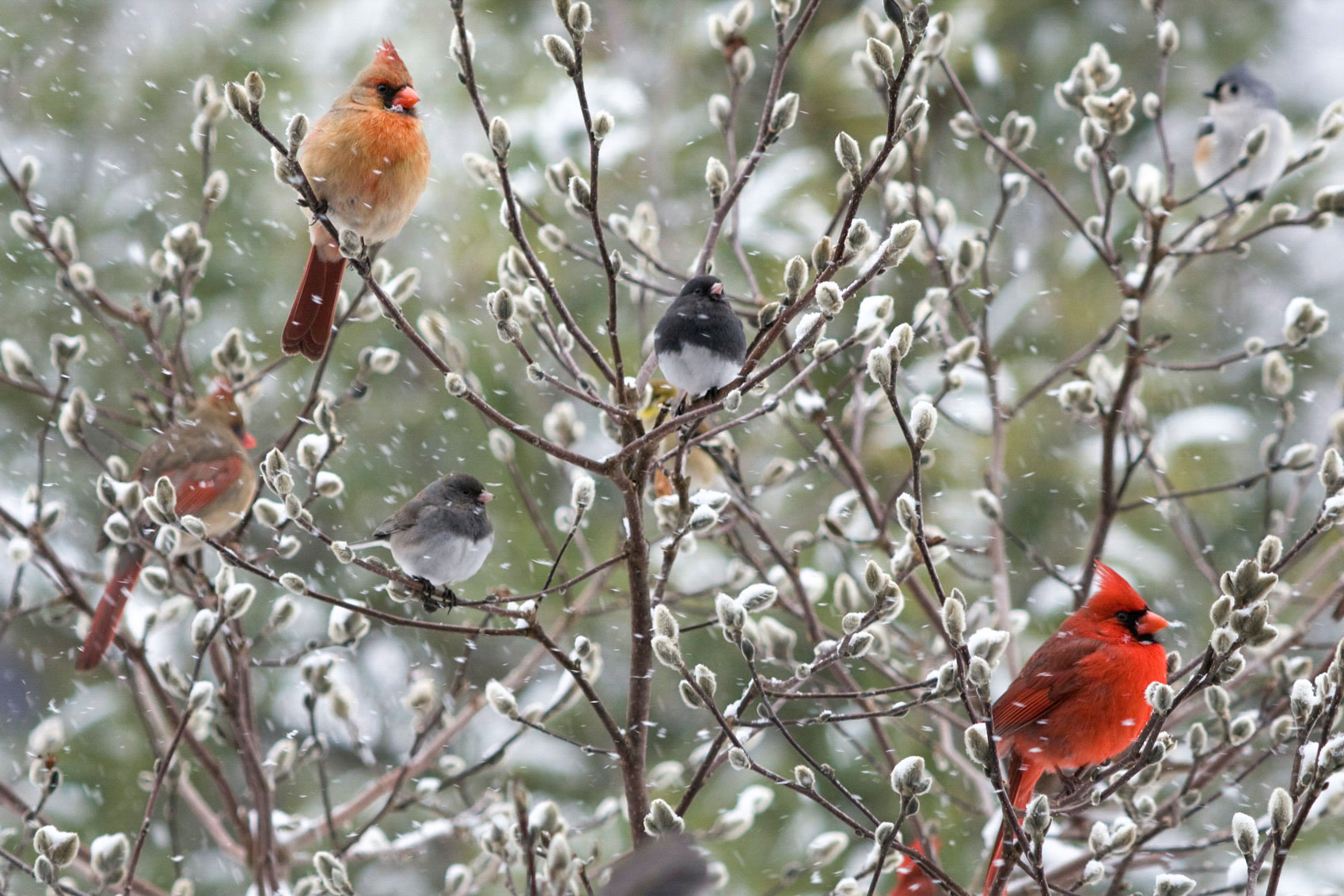 welcome11 How to attract cardinals in your house's backyard (Great tips)