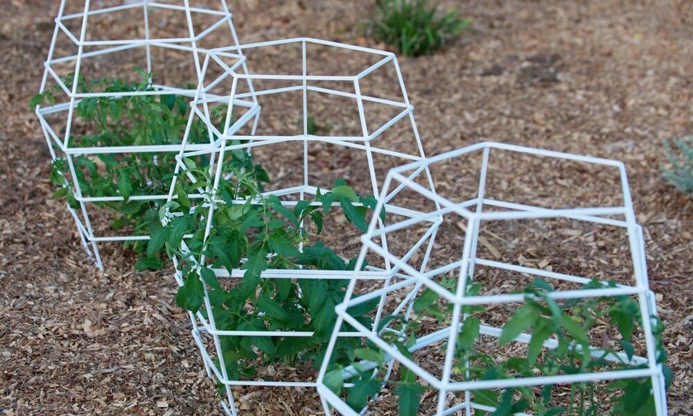 Quinn_sculptural_modern_tomato_cage_TerraTrellis_ed118940-ae9b-42f2-af8b-5ca6d8da4993-1-1000x600 Garden trellis ideas that are inexpensive and look great