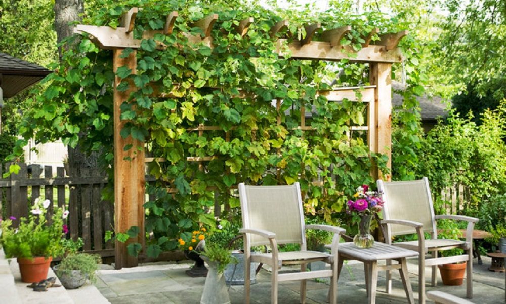 home-design-1-2-1000x600 Garden trellis ideas that are inexpensive and look great