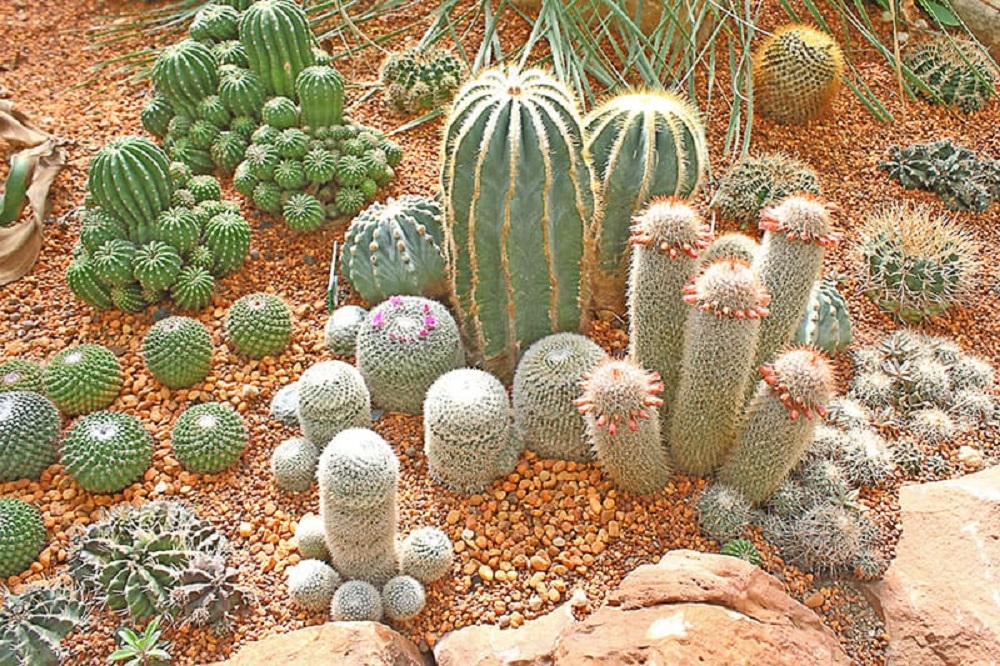 t1-1 Amazing cactus garden ideas you could try for your backyard