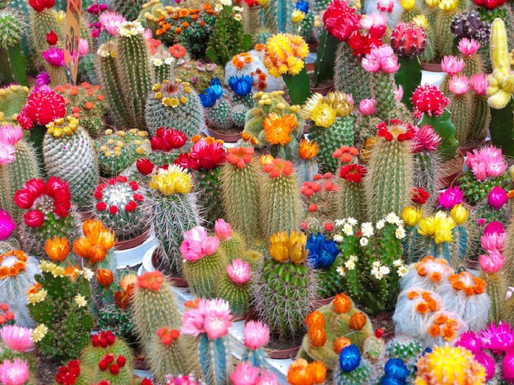 t1 Amazing cactus garden ideas you could try for your backyard