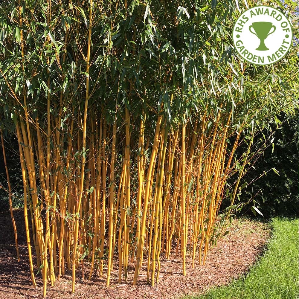 t2-158 The different types of bamboo that you should know about