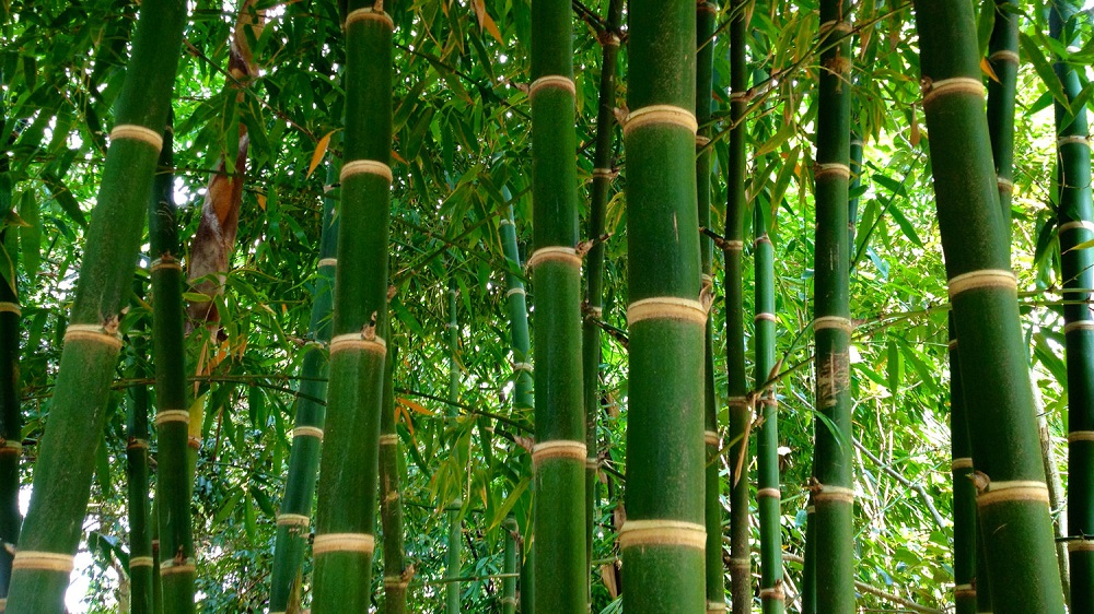 t2-2 The different types of bamboo that you should know about