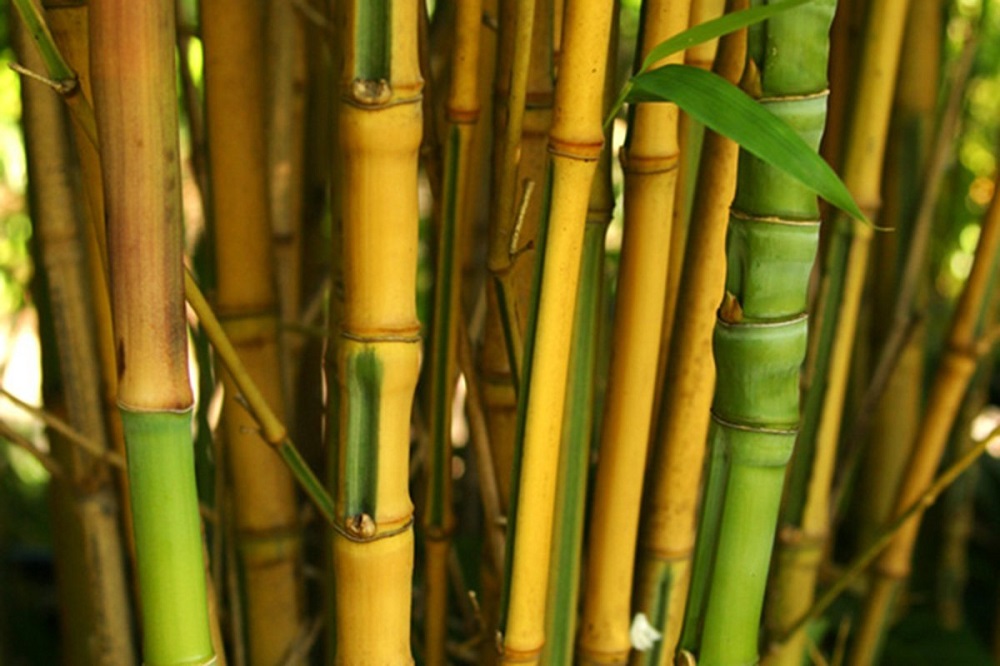 t3-100 The different types of bamboo that you should know about