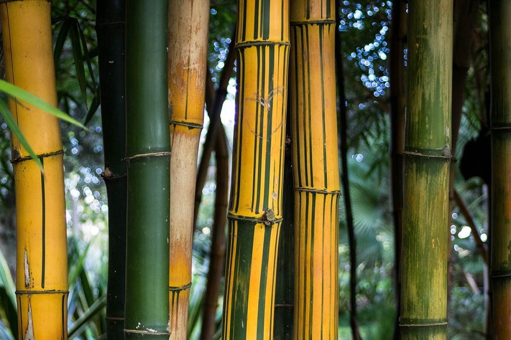 t3-101 The different types of bamboo that you should know about