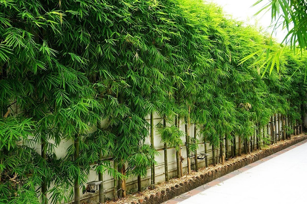 t3-102 The different types of bamboo that you should know about