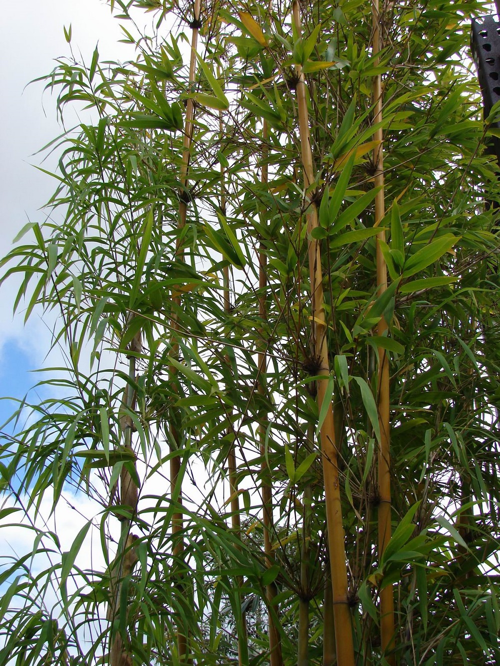 t3-106 The different types of bamboo that you should know about