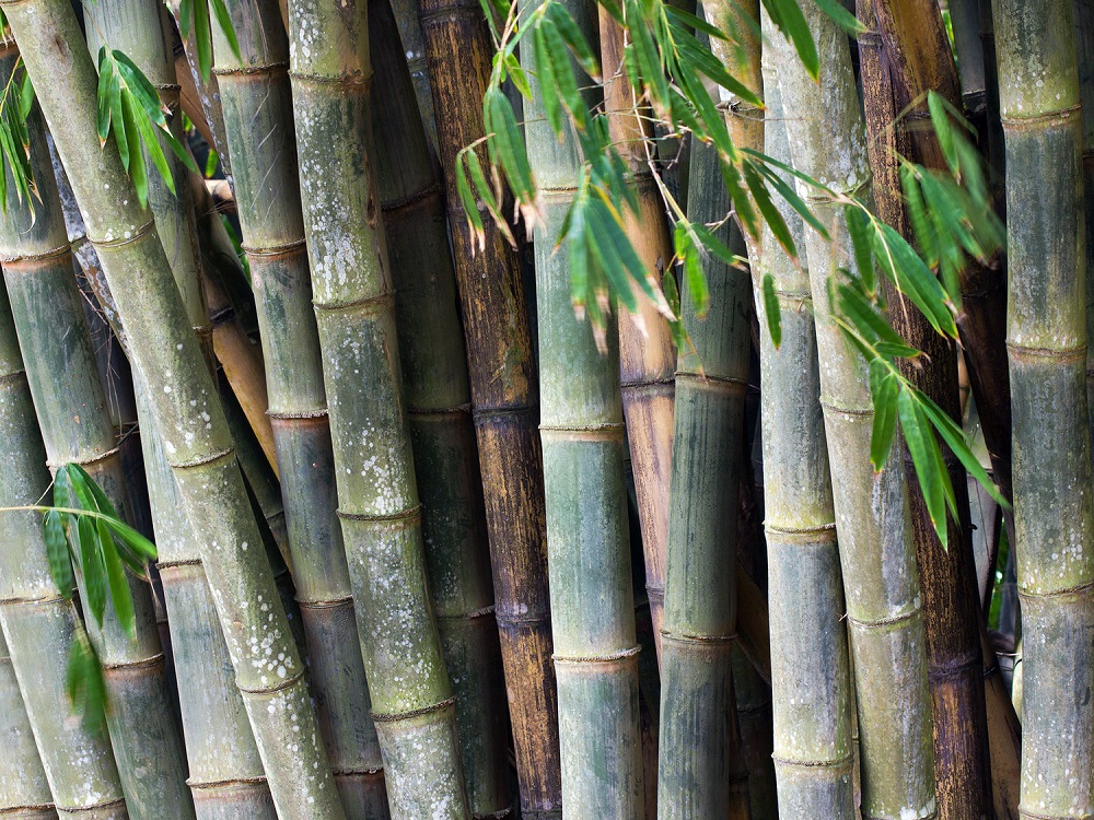 t3-2 The different types of bamboo that you should know about
