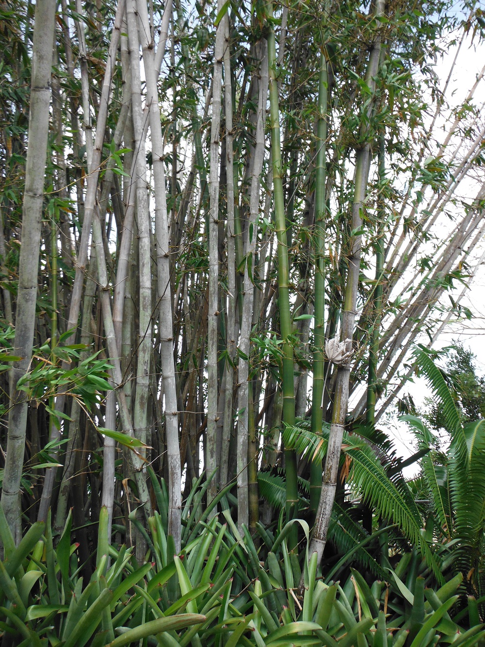 t3-98 The different types of bamboo that you should know about