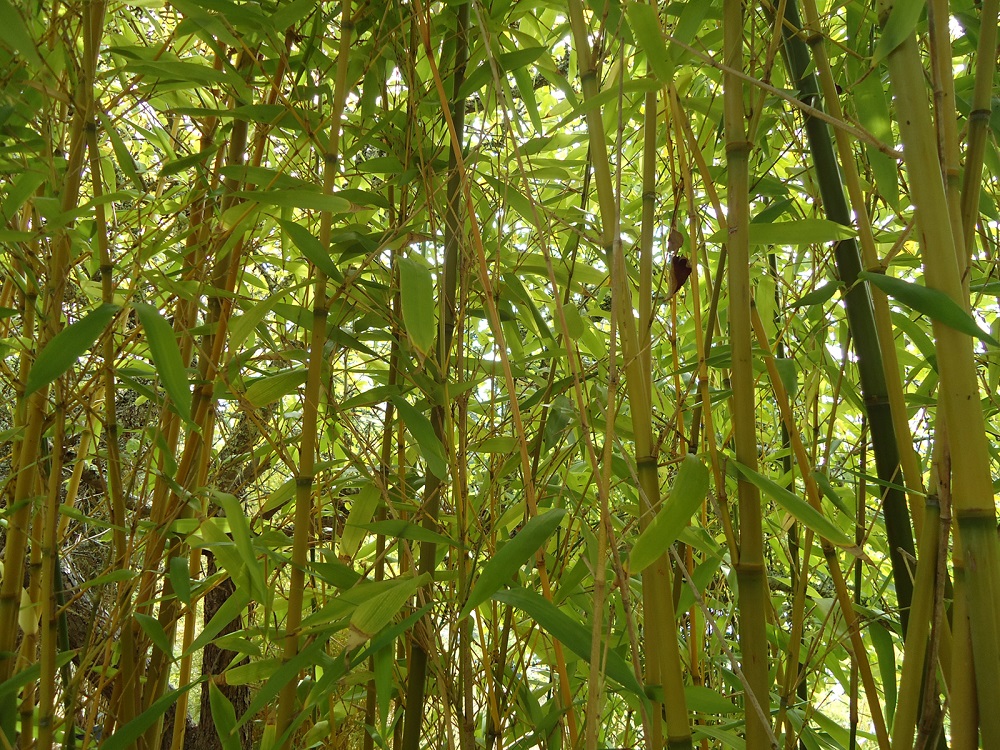 t3-99 The different types of bamboo that you should know about