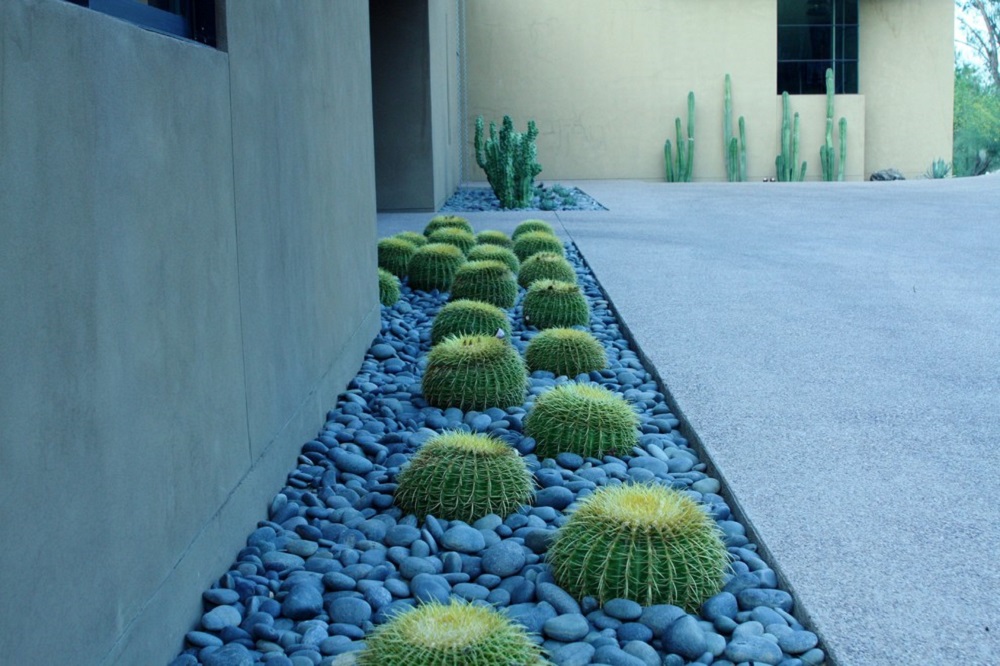 t4 Amazing cactus garden ideas you could try for your backyard