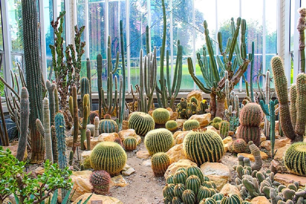 t5-1 Amazing cactus garden ideas you could try for your backyard