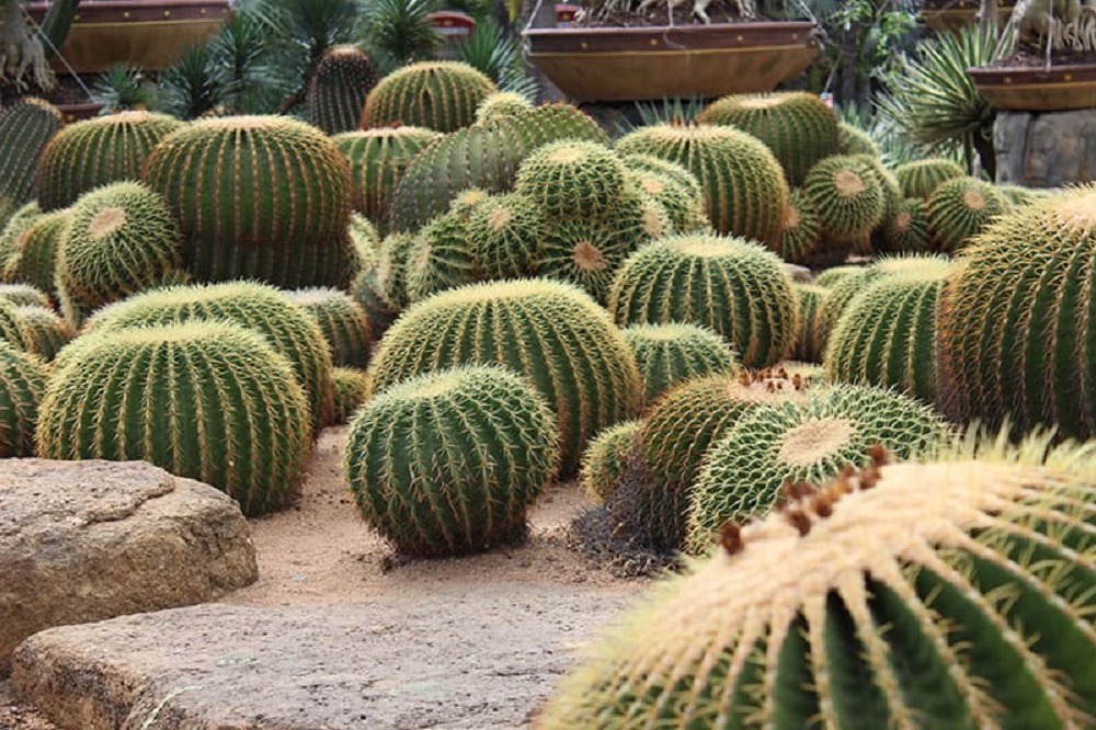 t5-3 Amazing cactus garden ideas you could try for your backyard
