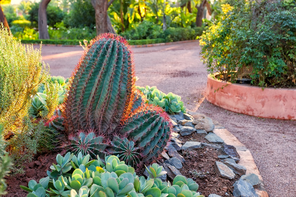 t6 Amazing cactus garden ideas you could try for your backyard