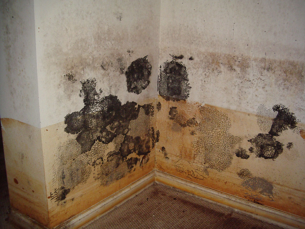 mold-removal How much does foam insulation cost? (Answered)