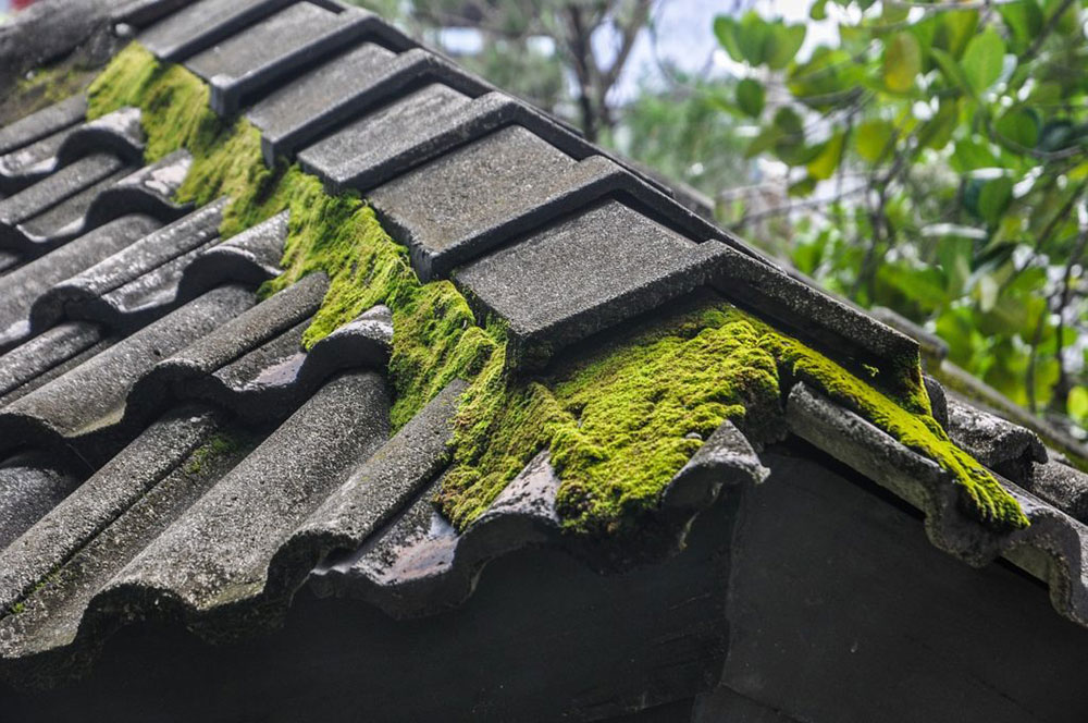 moses1 How to remove moss from roof naturally