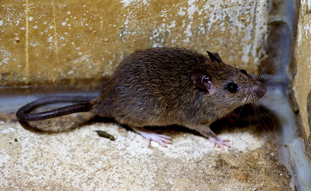 roof-rats How to get rid of roof rats once and for all