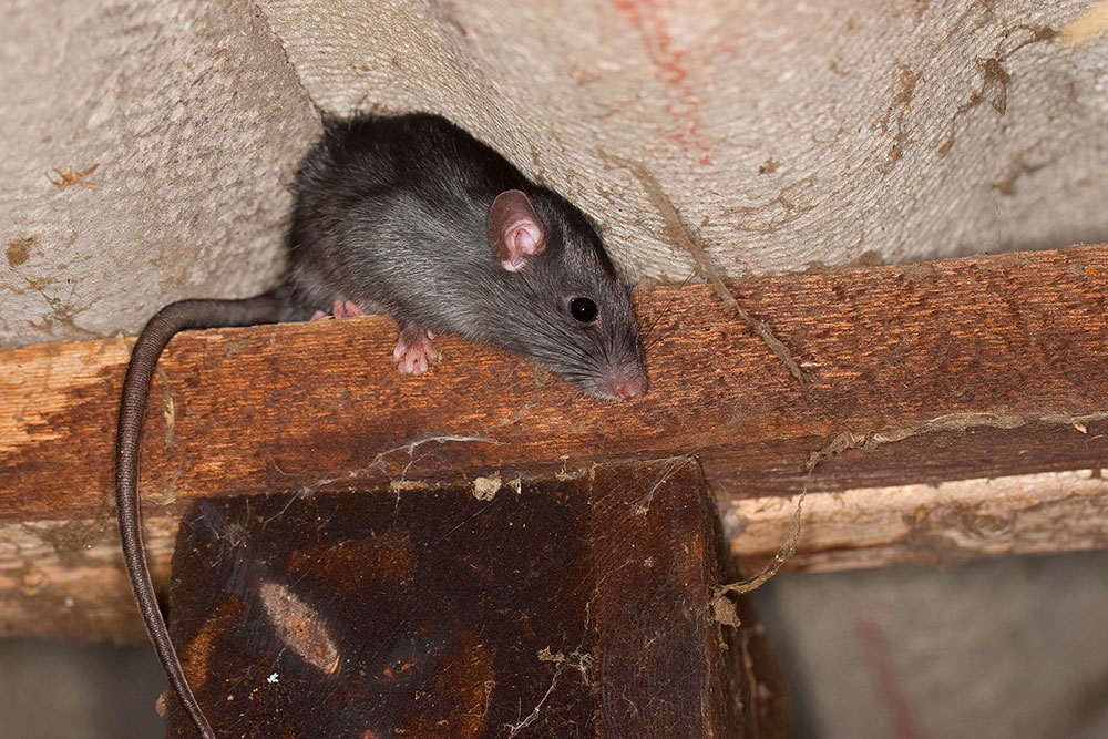 How to get rid of roof rats once and for all