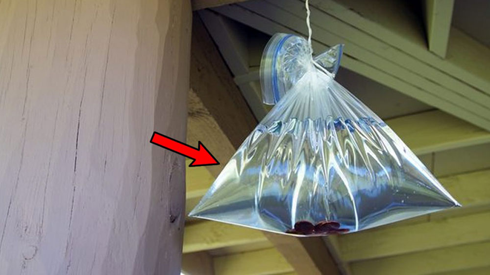 plastic-bag How to get rid of flies outside? Easy to apply ideas