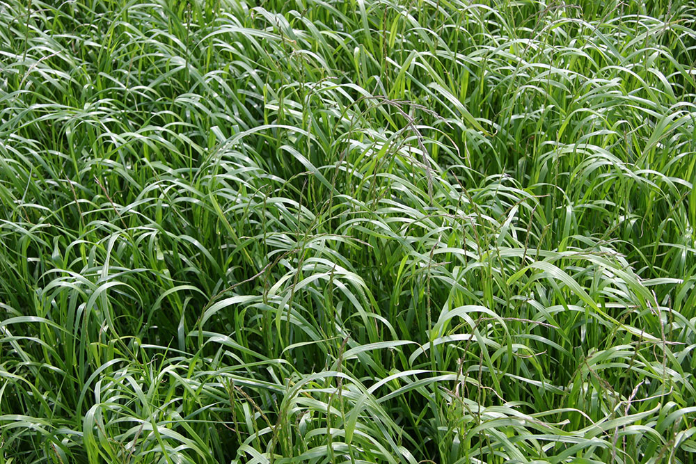 Annual-Ryegrass What is the Fastest Growing Grass Seed? (Answered)