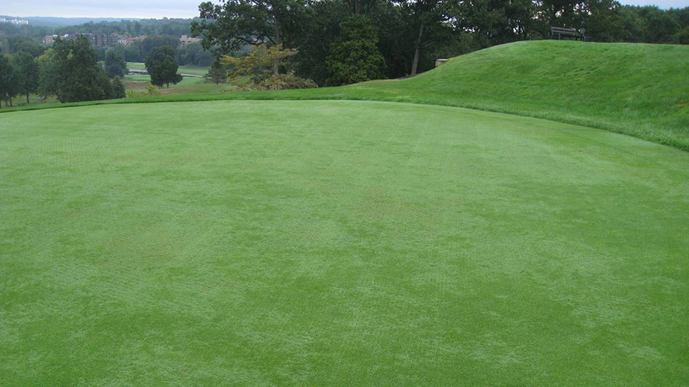 Bentgrasses What is the Fastest Growing Grass Seed? (Answered)