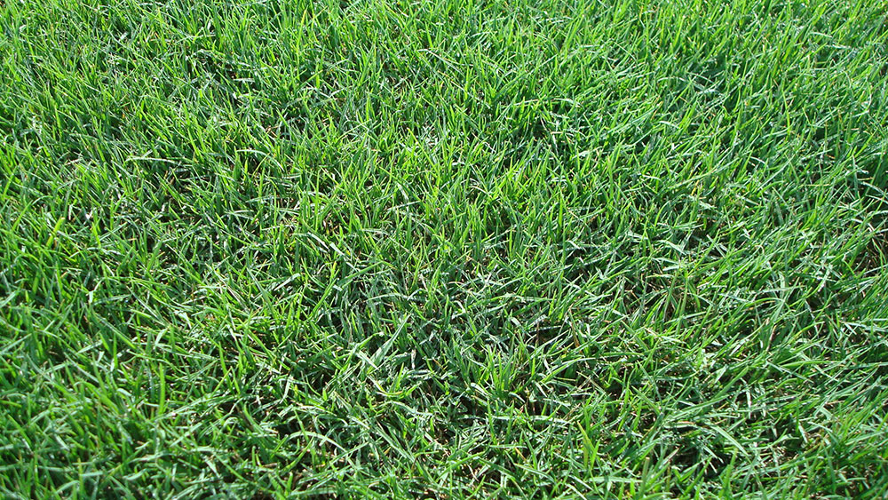 Bermudagrass What is the Fastest Growing Grass Seed? (Answered)