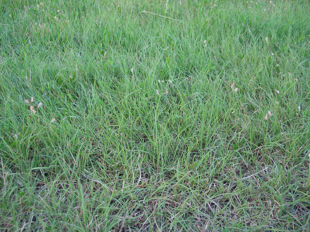 Buffalograss-Seed What is the Fastest Growing Grass Seed? (Answered)