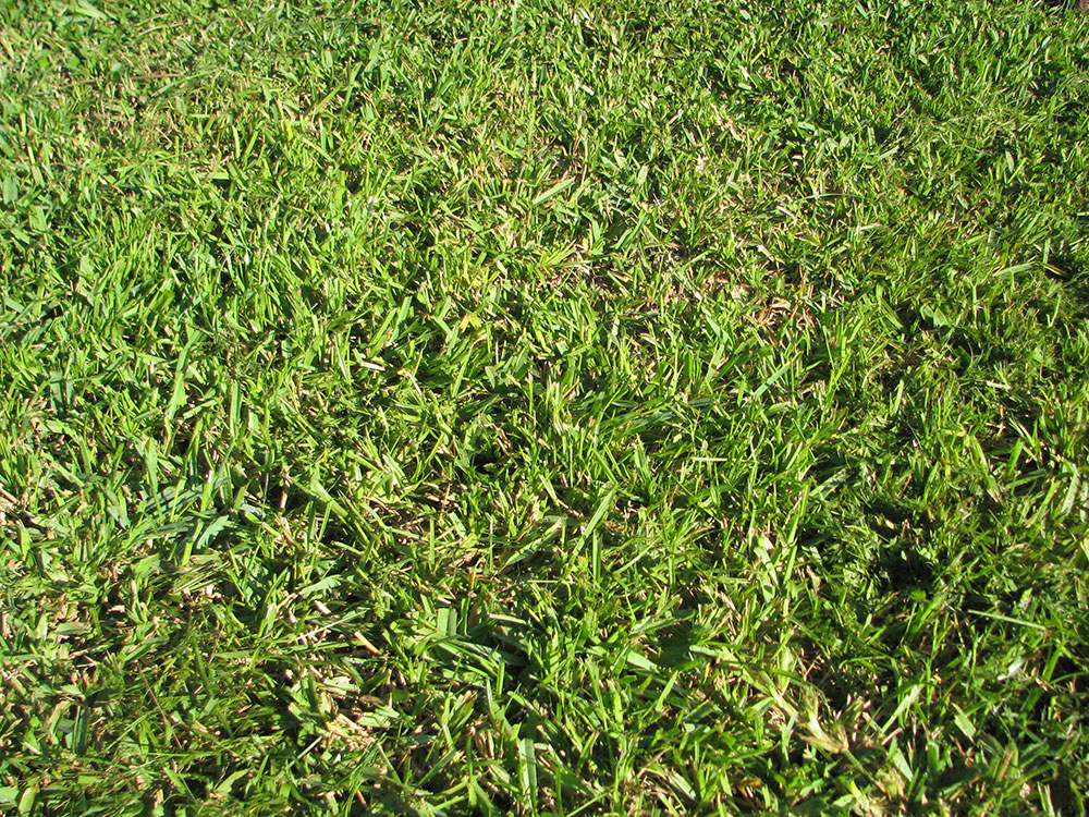 Centipede-Grass-Seed What is the Fastest Growing Grass Seed? (Answered)