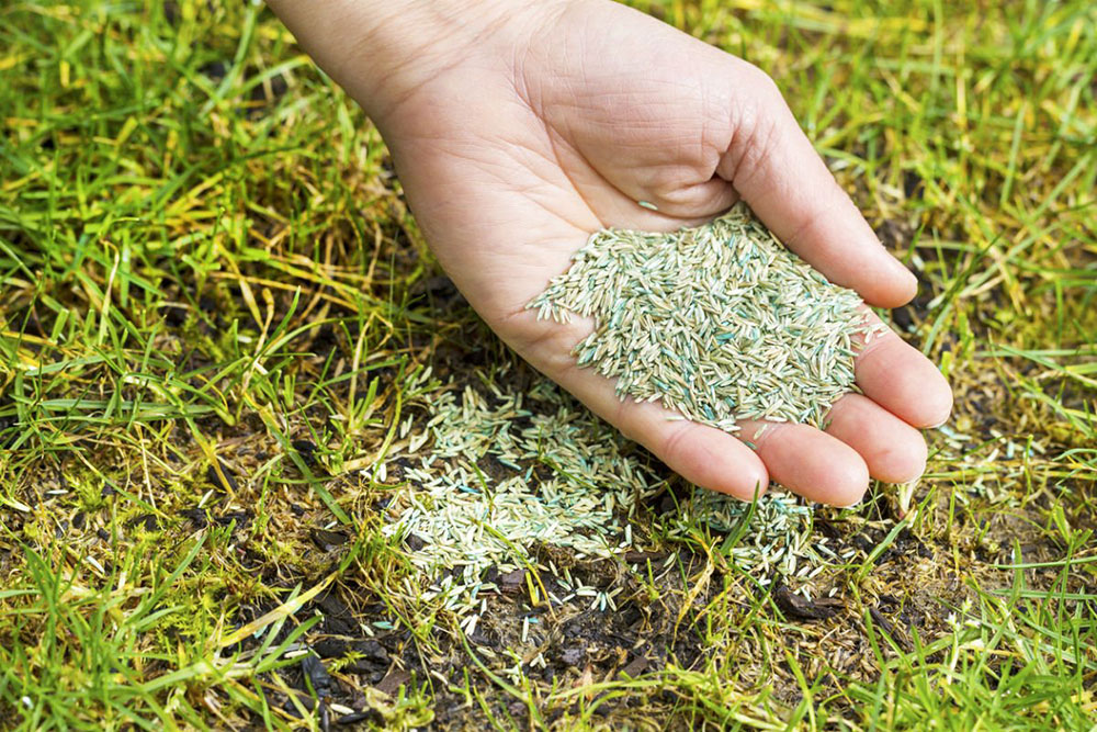 Choose-the-Right-Grass-Seed What is the Fastest Growing Grass Seed? (Answered)