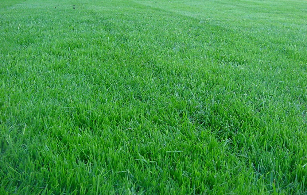 Rough-Bluegrass-Seeds What is the Fastest Growing Grass Seed? (Answered)