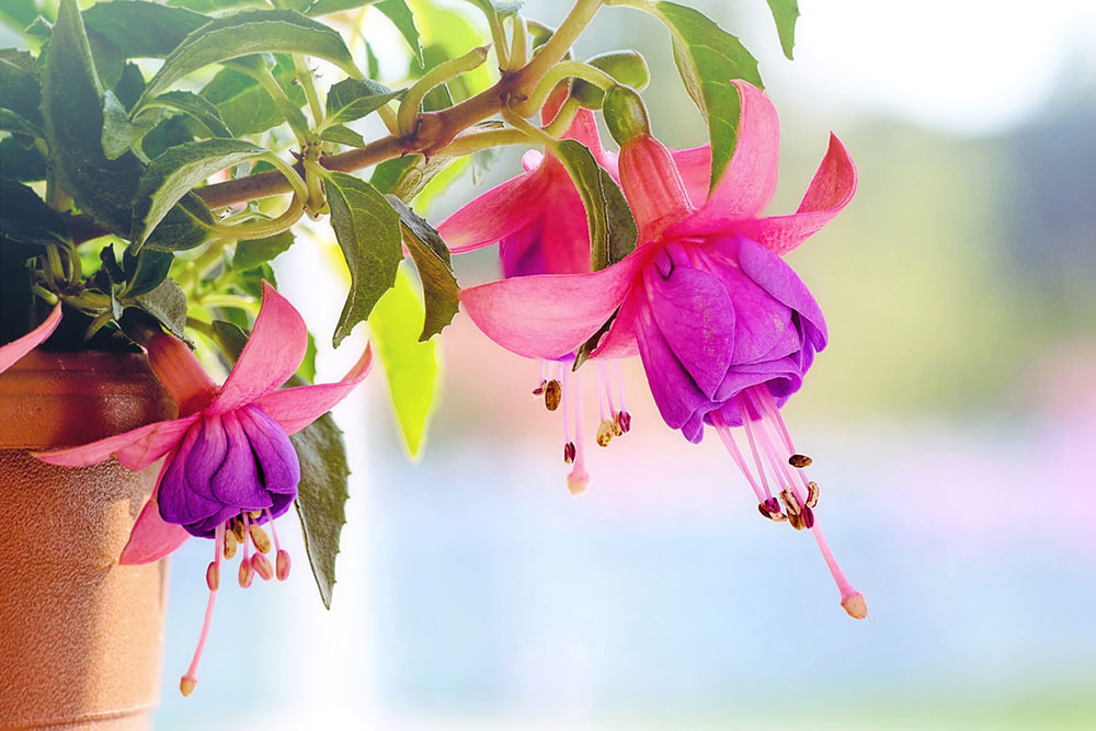 fuchsia-3383825_1280 Yard Cleaning Tips and Tricks from the Experts