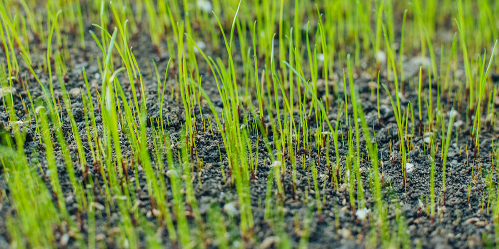 mixed-grass What is the Fastest Growing Grass Seed? (Answered)