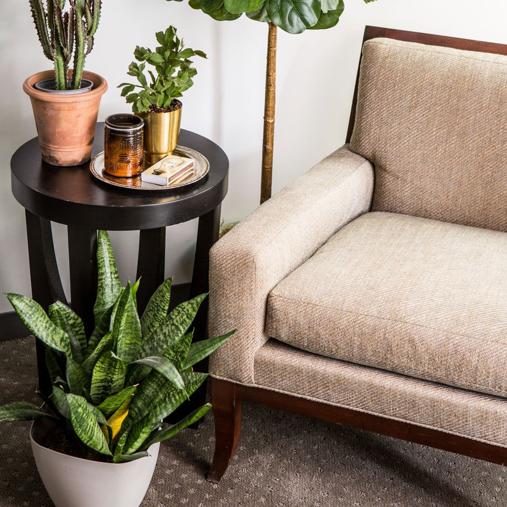 Dont-leave-potted-plants-on-the-carpet What Kills Mold in a Carpet and How to Avoid It Altogether (Answered)