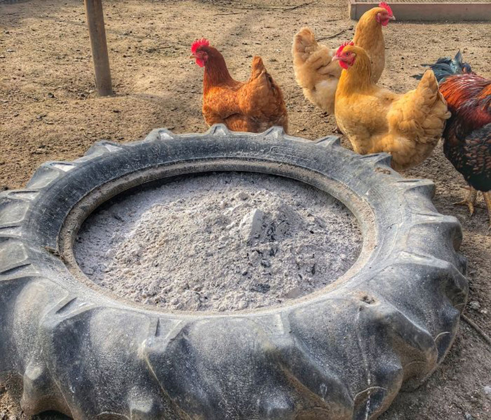 Dust-bath-for-chickens What to Do With Fire Pit Ash Without Just Throwing It Away (Answered)