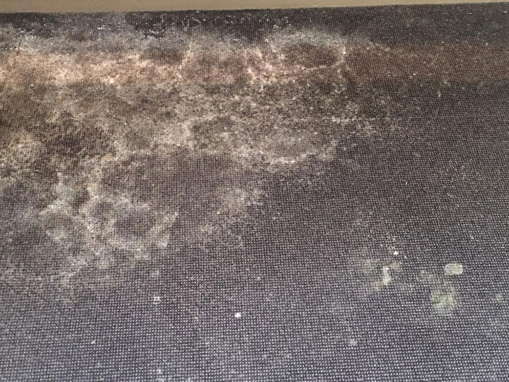 Mold-in-a-Carpet-1 What Kills Mold in a Carpet and How to Avoid It Altogether (Answered)