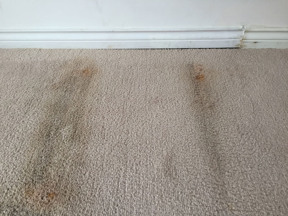 What Kills Mold In A Carpet And How To, Can You Get Mold Out Of A Rug