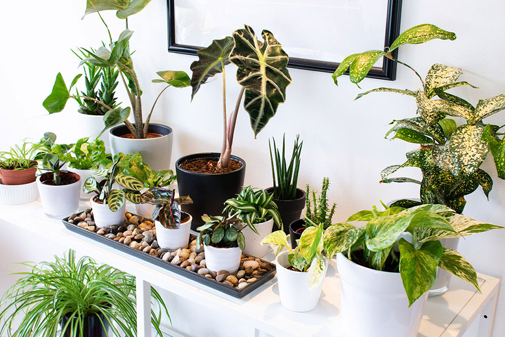 Houseplants-Natural-Humidifiers How to increase humidity in a room to avoid health issues