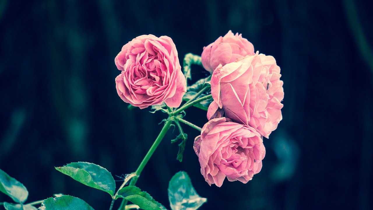 pink-roses-2533389_1280 Fantastic Ways to Make Your Garden Beautiful