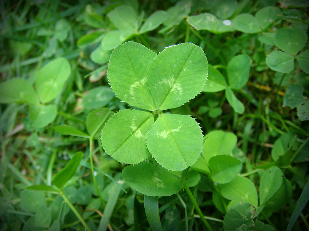 About-clover How to get rid of clover so that it doesn't appear again